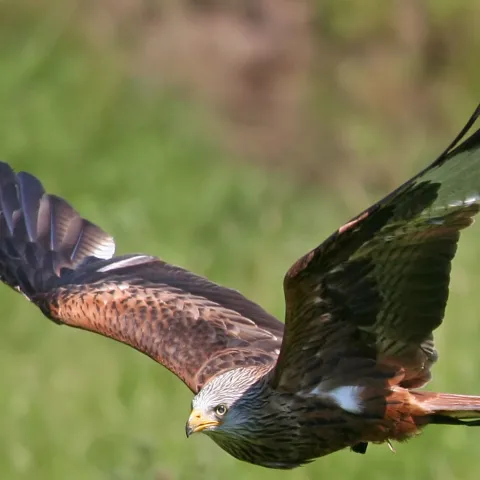 a close up of a bird flying in the sky