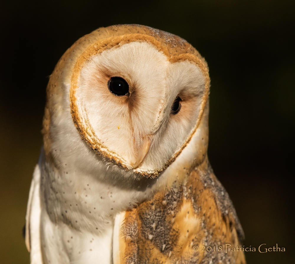 Owl Encounter (Falconry 301) - Izaak Walton League (Medina) | Ohio