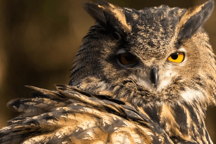 a close up of a bird